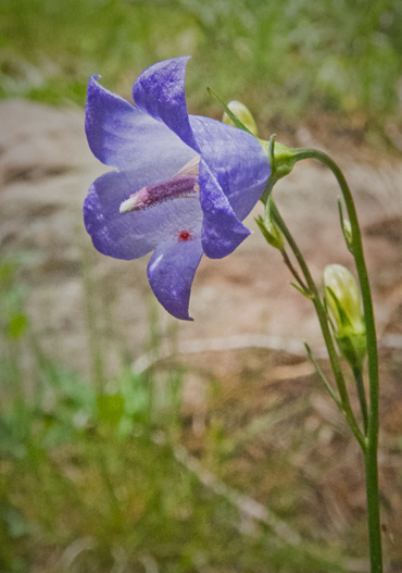 Mountain Harebell 4.jpg